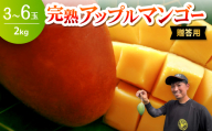 ＜2026年6月下旬から順次発送・贈答用＞みなとばる農園の完熟アップルマンゴー2kg(3～6玉)【1700018】