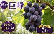 【 先行予約 】 ぶどう 巨峰 種あり 5kg 《 2026年 8月 上旬 ～ 順次発送 》フルーツ ぶどう 葡萄 期間限定 旬 産地直送 農家直送 産直 贈答 家庭用 ギフト 中内農園 ぶどう 直売所 徳島県 阿波市