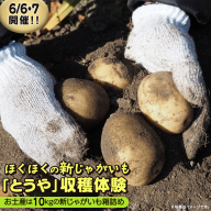 じゃがいも 「 とうや 」 収穫体験 (6/6（土）、6/7（日）開催) ジャガイモ 芋 収穫体験チケット 収穫 収穫体験 体験 チケット 観光 旅行 自然 農業体験 お土産 持ち帰り