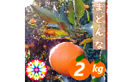 愛咲果樹園「 まどんな 」約2kg ＜C71-9＞_ミカン みかん マドンナ 約2kg 常温 フルーツ 果物 くだもの 家庭用 人気 柑橘 かんきつ 愛媛 旬 産地直送 産直 季節限定 高級 限定 芳醇 甘い【1339051】 YWTS008