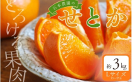 [先行予約]Lサイズ 15〜17玉 石本農園のハウスせとか 約3kg[2027年2月中旬から下旬に順次発送予定] / せとか みかん ミカン 蜜柑 柑橘 果物 くだもの フルーツ 予約 人気 ジューシー 甘い
