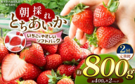 【先行予約】【定期2回】【栃木県共通返礼品】朝採れいちご とちあいか 約400g×2P 【いちごに優しいソフトパックでお届け】| いちご とちあいか 朝採れ  大粒 新鮮 甘い 美味しい 果物 デザート 栃木県 那珂川町