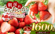 【先行予約】【定期3回】【栃木県共通返礼品】朝採れいちご とちあいか【いちごに優しいソフトパックでお届け】約400g×4P | いちご とちあいか 朝採れ たっぷり 大粒 新鮮 甘い 美味しい 果物 デザート 栃木県 那珂川町 送料無料