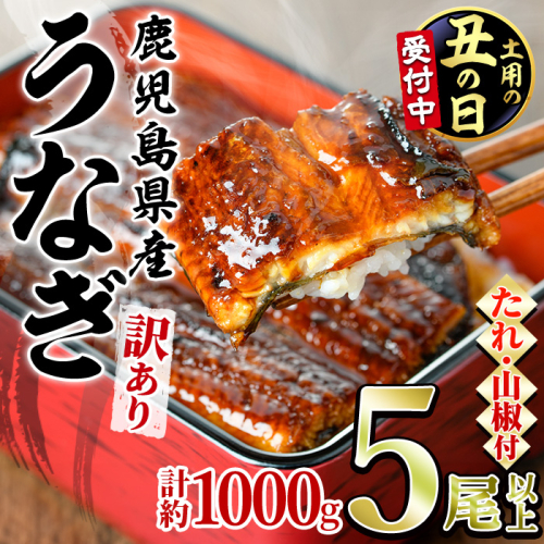 【0254362a-2607】＜土用丑の日までにお届け＞＜訳あり＞東串良町のうなぎ蒲焼(無頭)(5尾以上・計約1kg・タレ、山椒付) うなぎ 高級 ウナギ 鰻 国産 蒲焼 蒲焼き たれ 鹿児島 ふるさと 人気【アクアおおすみ】 2618323 - 鹿児島県東串良町