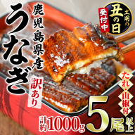 【0254362a-2607】＜土用丑の日までにお届け＞＜訳あり＞東串良町のうなぎ蒲焼(無頭)(5尾以上・計約1kg・タレ、山椒付) うなぎ 高級 ウナギ 鰻 国産 蒲焼 蒲焼き たれ 鹿児島 ふるさと 人気【アクアおおすみ】