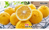 【先行予約】 【人気柑橘】 特選 はるか みかん 1.5kg+200g(傷み補償分)  / 柑橘 果物 フルーツ 和歌山 ※2027年1月下旬～2月下旬に順次発送 ※北海道・沖縄・その他離島地域は発送不可【ard019-p-1d5】