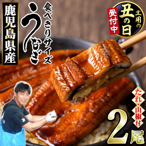 【0074336a-2607】＜土用丑の日までにお届け＞＜食べきりサイズ！＞東串良町のうなぎ蒲焼(無頭)(計2尾・計約200g・タレ、山椒付) うなぎ 蒲焼長焼 ウナギ 鰻 蒲焼き 国産うなぎ 国産 九州産 鹿児島 鹿児島県産 人気 ランキング 高級 家庭用 おすすめ たれ さんしょう 【アクアおおすみ】 2619223 - 鹿児島県東串良町