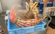 【G0776】【数量限定】蒲郡産 タカアシガニの茹でたてを食べられる体験（来店型）蒲郡 体験型 活きた タカアシガニ 珍しい カニ TV取材 家族 リピーター イベント 味噌 剥きやすい 食べやすい がまごおり 海鮮市場