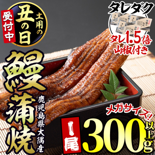 【0104312a-2607】＜土用丑の日までにお届け＞東串良町のうなぎ蒲焼(無頭)＜メガサイズ＞(1尾・300g以上・タレ、山椒×3個※通常の1.5倍付)うなぎ 高級 ウナギ 鰻 国産 蒲焼 蒲焼き たれ 鹿児島 ふるさと【アクアおおすみ】 2619582 - 鹿児島県東串良町