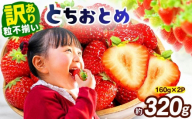 訳あり 粒不揃い とちおとめ 320g (160g×2P) 【2027年先行予約】 いちご 苺 | 栃木県 矢板市