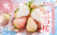 希少白いちご『雪桜』2パック いちご 苺 イチゴ 白いちご 白イチゴ 白苺 ブランドいちご ブランドイチゴ 高級 贈答 プレゼント 贈答用 美味しい 人気 甘い 旬 フルーツ 果物 愛知県 豊橋市