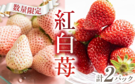 紅白いちごの食べ比べ 約1kg (500g×2) いちご 苺 イチゴ 白いちご 白イチゴ 白苺 ブランドいちご ブランドイチゴ 高級 贈答 プレゼント 贈答用 美味しい 人気 甘い 旬 フルーツ 紅白セット お祝い 紅白いちご 紅白イチゴ 果物 愛知県 豊橋市