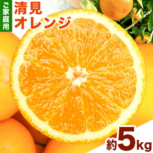＜先行予約＞【ご家庭用訳アリ】 紀州有田産清見オレンジ 約5kg 株式会社魚鶴商店《2027年3月下旬-4月下旬頃出荷》 和歌山県 日高町 オレンジ 柑橘 ご家庭用 2620000 - 和歌山県日高町