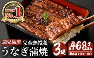鹿児島産うなぎ蒲焼(無頭) (計468g以上・156g～185g×3尾) 鰻 蒲焼き 真空パック【株式会社財宝】A1117