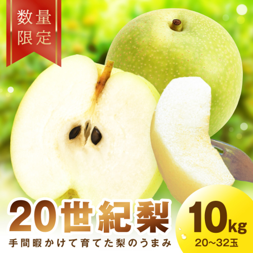 【先行予約／数量限定30】廿世紀梨 10kg（2026年9月上旬～発送） 2621081 - 京都府京丹後市
