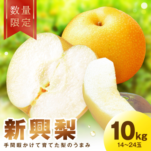 【先行予約／数量限定30】新興梨 10kg（2026年10月中旬～発送） 2621083 - 京都府京丹後市