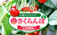 【2026年出荷分】福島県伊達市産 さくらんぼ 品種おまかせ 約500g 株式会社大喜 フルーツ 果物 サクランボ F21C-507