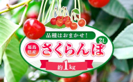 【2026年出荷分】福島県伊達市産 さくらんぼ 品種おまかせ  約1kg 株式会社大喜 フルーツ 果物 サクランボ F21C-506