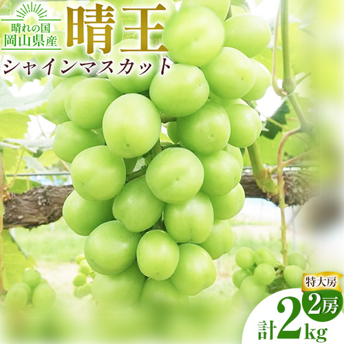 ぶどう シャインマスカット晴王【特大房】計2kg 約1kg×2房 橋田商店有限会社《9月上旬-11月中旬頃出荷》 岡山県 浅口市 岡山県産 ぶどう フルーツ 果物 くだもの マスカット 送料無料【配送不可地域あり】(北海道・沖縄・離島) 2621904 - 岡山県浅口市