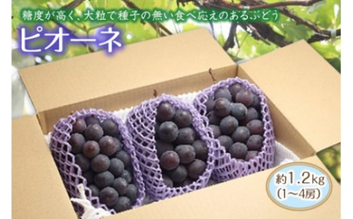 《先行予約》ピオーネ約1.2kg FSY-0232 262205 - 山形県山形県庁