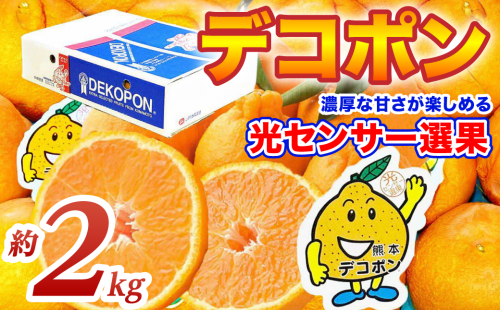 【先行予約】 デコポン 約2kg (5～9玉) でこぽん 不知火 みかん 蜜柑 柑橘 果物 フルーツ 旬 熊本県 八代市【2026年12月上旬より順次発送】 2622075 - 熊本県八代市