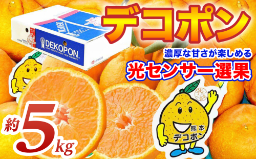 【先行予約】 デコポン 約5kg (12～24玉) でこぽん 不知火 みかん 蜜柑 柑橘 果物 フルーツ 旬 熊本県 八代市【2026年12月上旬より順次発送】 2622078 - 熊本県八代市