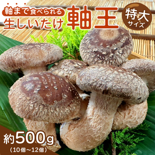 産地直送！軸まで美味しい『軸王しいたけ』特大サイズ 約500g (約10〜12個) しいたけ 椎茸 シイタケ きのこ キノコ 野菜 軸が太い 軸まで食べられる 特大 肉厚 旨味 菌床 国産 ぷりぷり ステーキ 椎茸ステーキ 新鮮 BBQ バーベキュー バター焼き 網焼き きんぴら オイル漬け [FL01-NT] 2623376 - 茨城県つくばみらい市