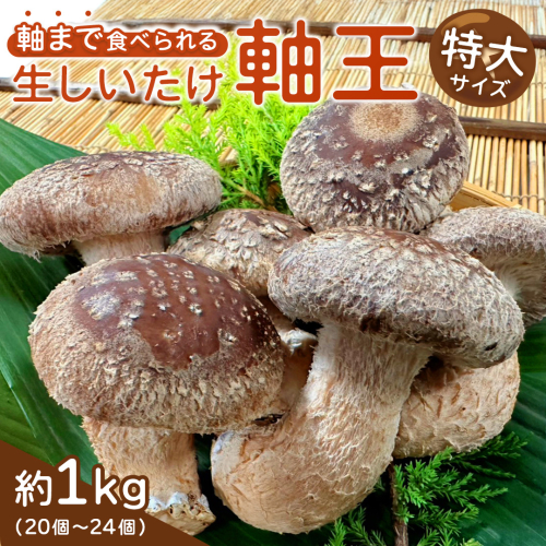 産地直送！軸まで美味しい『軸王しいたけ』 特大サイズ 約1kg (約20〜24個) しいたけ 椎茸 シイタケ きのこ キノコ 野菜 軸が太い 軸まで食べられる 特大 肉厚 旨味 菌床 国産 ぷりぷり ステーキ 椎茸ステーキ 新鮮 BBQ バーベキュー バター焼き 網焼き きんぴら オイル漬け [FL02-NT] 2623422 - 茨城県つくばみらい市