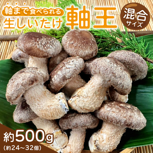 産地直送！軸まで美味しい『軸王しいたけ』サイズ混合 約500g (約24～32個) しいたけ 椎茸 シイタケ きのこ キノコ 野菜 軸が太い 軸まで食べられる 特大 肉厚 旨味 菌床 国産 ぷりぷり ステーキ 椎茸ステーキ 新鮮 BBQ バーベキュー バター焼き 網焼き きんぴら オイル漬け [FL03-NT] 2623432 - 茨城県つくばみらい市
