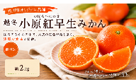 越冬小原紅早生みかん (個包装) 約2kg 小玉サイズ 先行予約 【2027年1月～2027年2月頃お届け】 みかん 小原紅早生 果物 くだもの フルーツ デザート 個包装 越冬 早生 オリジナル品種 食品 名産 四国 F5J-1249