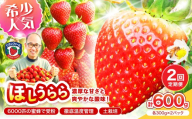 【2027年1月～5月発送予定】【糖度12〜15度の希少品種】いちご ほしうらら 約600g（約300g×2パック×1箱）2ヶ月定期便【配送不可地域：北海道・沖縄・離島】【121D-007-2027】
