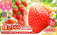 【2027年1月～5月発送予定】【糖度12〜15度の希少品種】いちご ほしうらら 約600g（約300g×2パック×1箱）3ヶ月定期便【配送不可地域：北海道・沖縄・離島】【121C-006-2027】