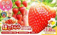 【2027年1月～5月発送予定】【糖度12〜15度の希少品種】いちご ほしうらら 約1.8kg （約300g×2パック×3箱）【配送不可地域：北海道・沖縄・離島】【121C-005-2027】