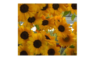 夏を代表する花　ヒマワリ切花50本【1707694】