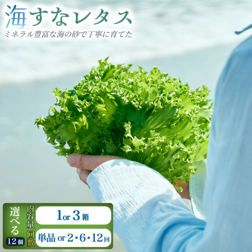 ＜選べる内容量＆回数＞フリルレタス「海すなレタス」（1箱/3箱）1箱あたり12個入り 新鮮 野菜 サラダ【B697】 2624430 - 宮崎県新富町