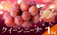 ぶどう ブドウ クイーンニーナ 1kg 《8月下旬-10月上旬頃出荷》 大藏果樹園 フルーツ おやつ 甘い 果物 くだもの 鹿児島県 さつま町