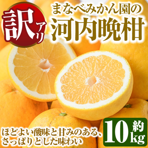 ＜先行予約受付中！2027年3月中旬以降順次発送予定＞訳あり！まなべみかん園の河内晩柑(約10kg) 国産 鹿児島県産 阿久根市産 柑橘類 かんきつ 晩柑 果物 フルーツ 期間限定 数量限定 デザート 訳アリ かわちばんかん 【有限会社まなべみかん園】akn034-09 2625567 - 鹿児島県阿久根市