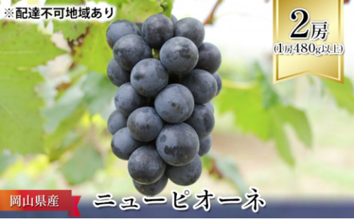 ぶどう 2026年 先行予約 ニュー ピオーネ 2房（1房480g以上） ブドウ 葡萄  岡山県産 国産 フルーツ 果物 ギフト ニューピオーネ 化粧箱 贈答品 2626399 - 岡山県瀬戸内市