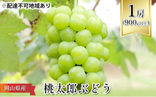 ぶどう 2026年 先行予約 桃太郎 ぶどう 1房（900g以上） ブドウ 葡萄  岡山県産 国産 フルーツ 果物 ギフト 化粧箱 贈答品 2626401 - 岡山県瀬戸内市