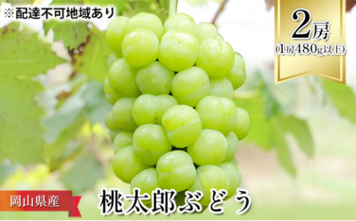 ぶどう 2026年 先行予約 桃太郎 ぶどう 2房（1房480g以上） ブドウ 葡萄  岡山県産 国産 フルーツ 果物 ギフト 化粧箱 贈答品 2626402 - 岡山県瀬戸内市