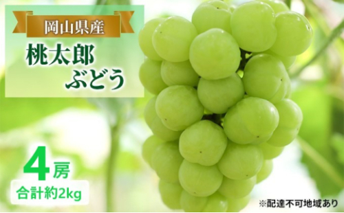 ぶどう 【2026年 早期受付】 桃太郎ぶどう 4房 合計約2kg ブドウ 葡萄 岡山県産 国産 フルーツ 果物 ギフト [No.5735-2079] 2626481 - 岡山県瀬戸内市