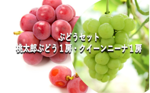 ぶどう 【2026年 早期受付】 ぶどうセット 桃太郎ぶどう 1房 ・ クイーンニーナ 1房 合計約1kg ブドウ 葡萄 岡山県産 国産 フルーツ 果物 ギフト [No.5735-2082] 2626484 - 岡山県瀬戸内市