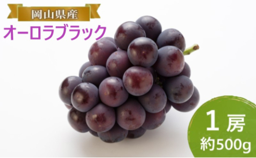 ぶどう 【2026年 早期受付】 オーロラブラック 1房 約500g ブドウ 葡萄 岡山県産 国産 フルーツ 果物 ギフト [No.5735-2086] 2626490 - 岡山県瀬戸内市