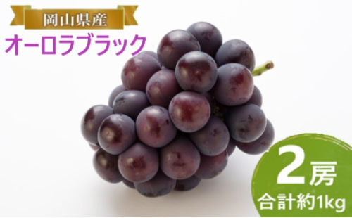 ぶどう 【2026年 早期受付】 オーロラブラック 2房 合計約1kg ブドウ 葡萄 岡山県産 国産 フルーツ 果物 ギフト [No.5735-2087] 2626491 - 岡山県瀬戸内市