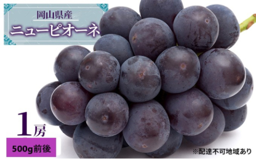 ぶどう 2026年 先行予約 ニュー ピオーネ 1房 500g前後 ブドウ 葡萄  岡山県産 国産 フルーツ 果物 ギフト 果物類 巨峰  [No.5735-1887] 2626498 - 岡山県瀬戸内市
