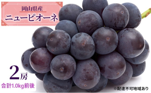 ぶどう 2026年 先行予約 ニュー ピオーネ 2房 合計1.0kg前後 ブドウ 葡萄  岡山県産 国産 フルーツ 果物 ギフト 果物類 巨峰  [No.5735-1888] 2626499 - 岡山県瀬戸内市