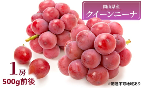 ぶどう 2026年 先行予約 クイーンニーナ 1房 500g前後 ブドウ 葡萄  岡山県産 国産 フルーツ 果物 ギフト [No.5735-1890] 2626501 - 岡山県瀬戸内市