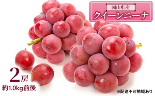 ぶどう 2026年 先行予約 クイーンニーナ 2房 約1.0kg前後 ブドウ 葡萄  岡山県産 国産 フルーツ 果物 ギフト [No.5735-1891] 2626502 - 岡山県瀬戸内市