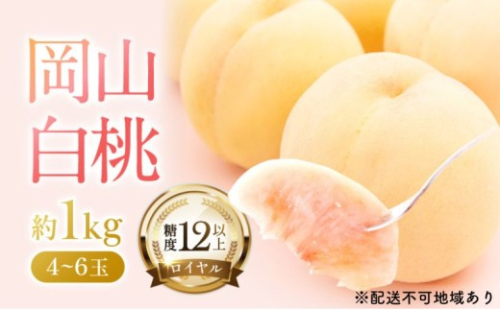 桃 2026年 先行予約 岡山 白桃 ロイヤル 4～6玉 約1kg JAおかやまのもも（早生種・中生種） もも モモ 岡山白桃 ロイヤル 岡山県産 晴れの国 国産 フルーツ 果物 ギフト 旬 期間限定 2626533 - 岡山県瀬戸内市