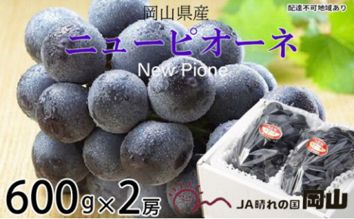 ぶどう 2026年 先行予約 ニュー ピオーネ 約600g×2房 6月下旬～7月下旬発送 ブドウ 葡萄  岡山県産 国産 フルーツ 果物 ギフト 果物類 種なし デザート 食後 おやつ 産地直送 2626546 - 岡山県瀬戸内市